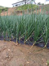 팜모닝 양파·영농일지 게시글 이미지