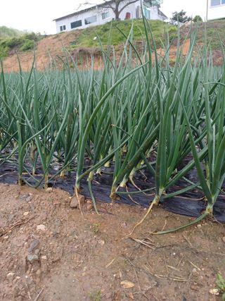 고영호님의 양파 · 영농일지 작성글 사진