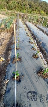 팜모닝 고추·영농일지 게시글 이미지