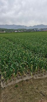 팜모닝 자유주제·자유게시판 게시글 이미지