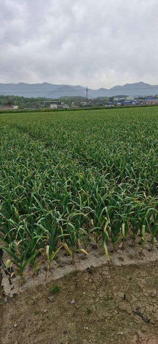 펠렛전문이부장님의 자유주제 · 자유게시판 작성글 사진