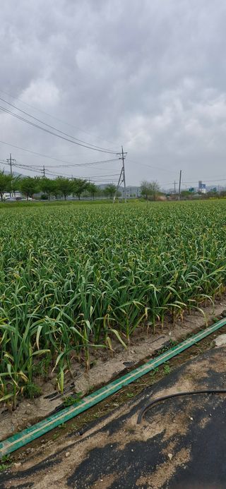 펠렛전문이부장님의 자유주제 · 자유게시판 작성글 사진