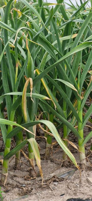 펠렛전문이부장님의 자유주제 · 자유게시판 작성글 사진