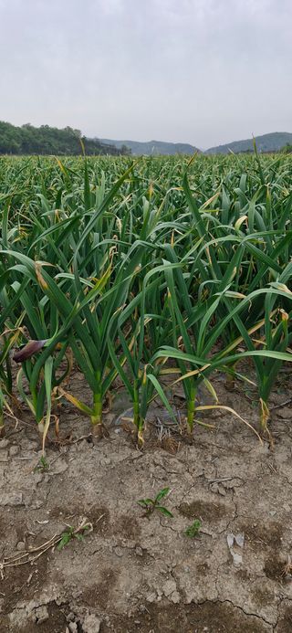 펠렛전문이부장님의 자유주제 · 자유게시판 작성글 사진