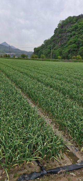 펠렛전문이부장님의 자유주제 · 자유게시판 작성글 사진