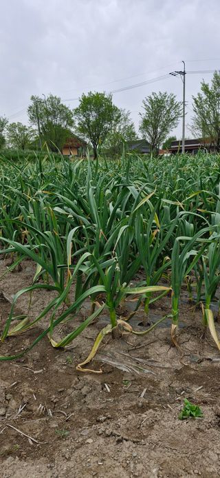 펠렛전문이부장님의 자유주제 · 자유게시판 작성글 사진