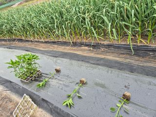 착한농부 안병하님의 자유주제 · 자유게시판 작성글 사진