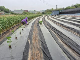 착한농부 안병하님의 자유주제 · 자유게시판 작성글 사진