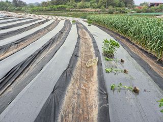 착한농부 안병하님의 자유주제 · 자유게시판 작성글 사진