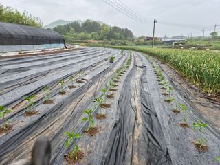 착한농부 안병하님의 자유주제 · 자유게시판 작성글 사진