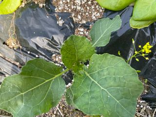 도곡님의 자유주제 · 자유게시판 작성글 사진