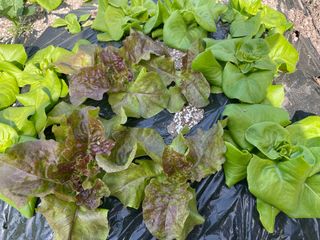 도곡님의 자유주제 · 자유게시판 작성글 사진