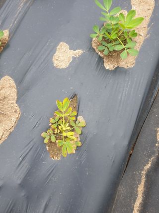 쪼짜님의 콩 · 병해충상담 작성글 사진