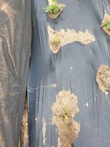 팜모닝 콩·병해충상담 게시글 이미지