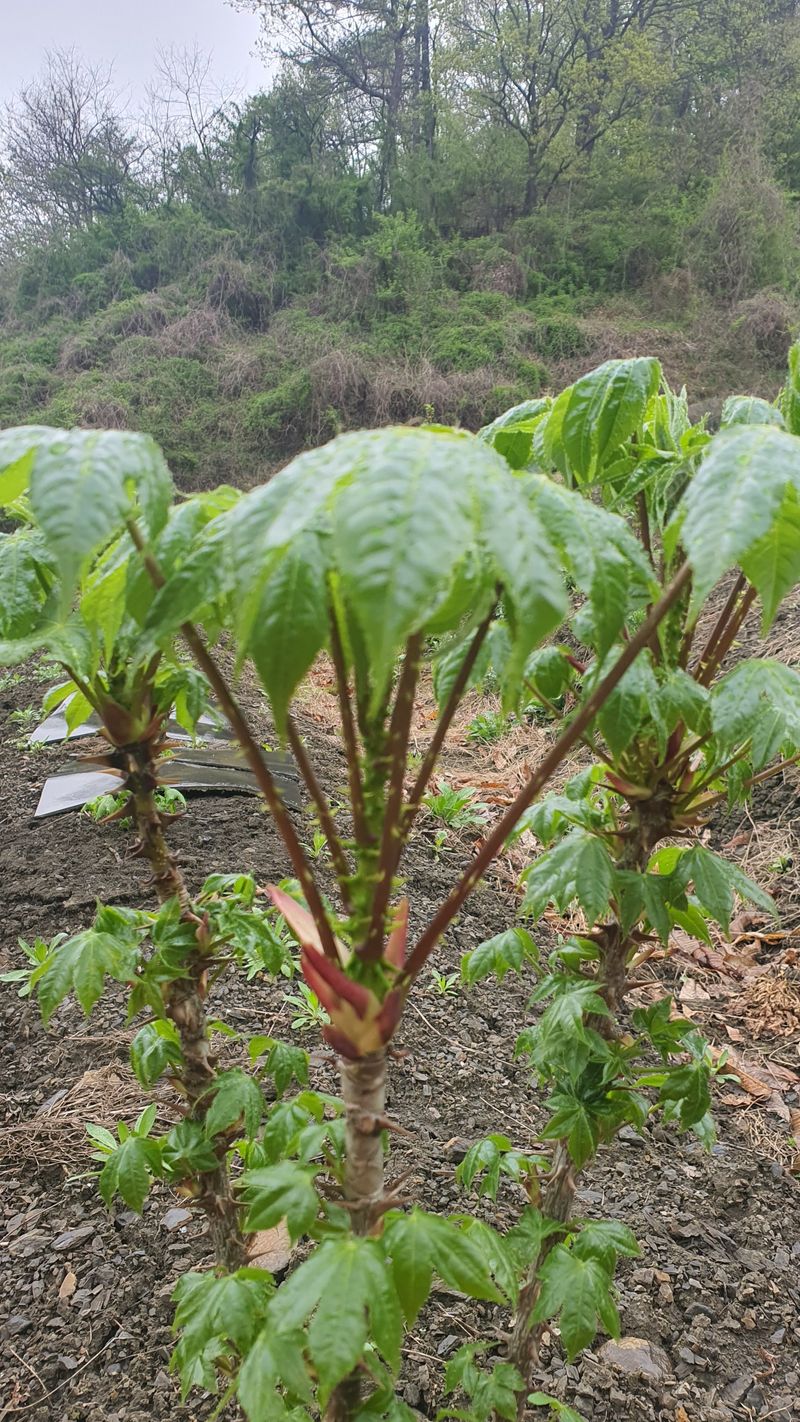 장터 상품 [엄나무순 1키로그램 ] 썸네일
