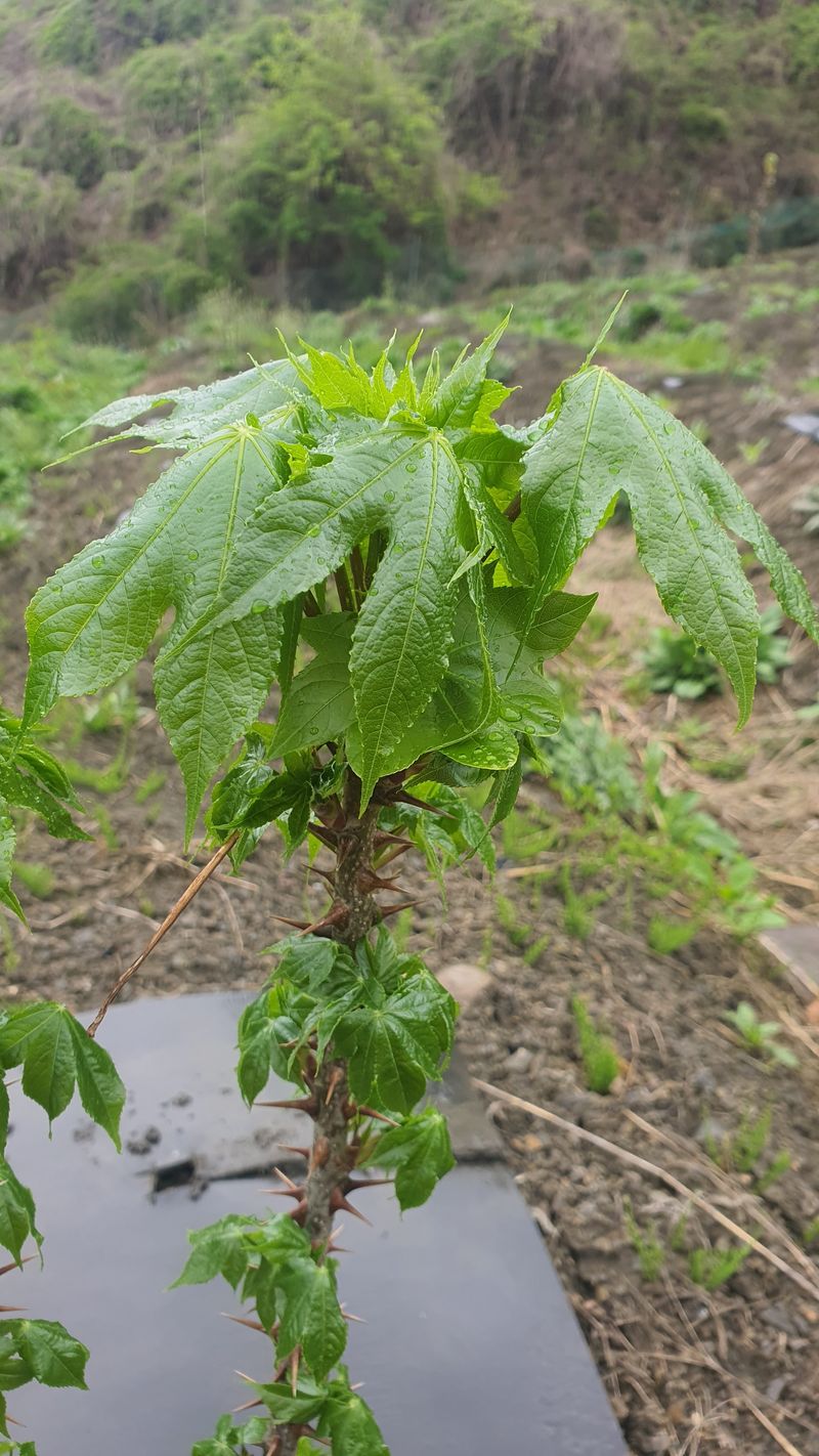 속리산 늘푸른 농장님의 장터 판매 상품 [엄나무순 1키로그램 ] 첨부 사진