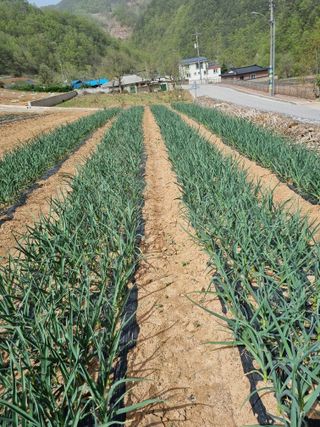 이상응님의 마늘 · 일상 작성글 사진