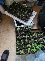 팜모닝 최근에 산 것 자랑하기·참여글 게시글 이미지