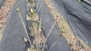 속리산 늘푸른 농장님의 자유주제 · 사진전 작성글 사진