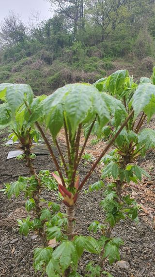 속리산 늘푸른 농장님의 자유주제 · 사진전 작성글 사진