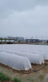 팜모닝 고추·영농일지 게시글 이미지