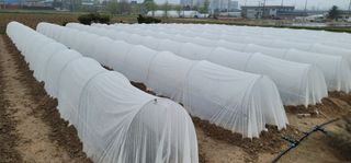 선비 농군님의 고추 · 영농일지 작성글 사진