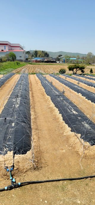 선비 농군님의 고추 · 영농일지 작성글 사진
