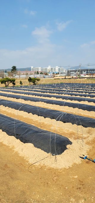 선비 농군님의 고추 · 영농일지 작성글 사진