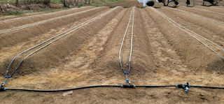 선비 농군님의 고추 · 영농일지 작성글 사진