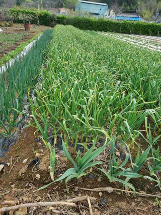 조애순님의 자유주제 · 자유게시판 작성글 사진