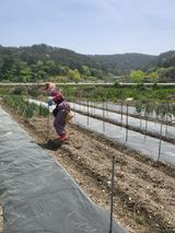 팜모닝 고추·영농일지 게시글 이미지