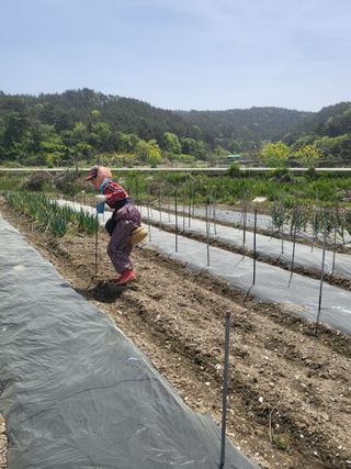 이경옥님의 고추 · 영농일지 작성글 사진