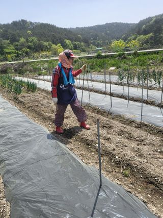 이경옥님의 고추 · 영농일지 작성글 사진