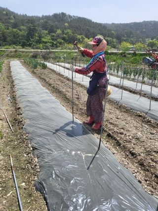 이경옥님의 고추 · 영농일지 작성글 사진