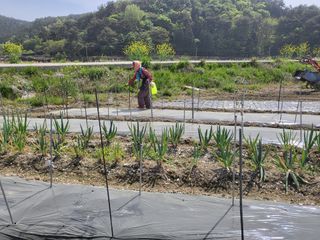 이경옥님의 고추 · 영농일지 작성글 사진