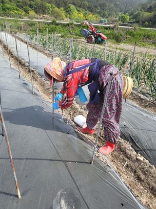 이경옥님의 고추 · 영농일지 작성글 사진