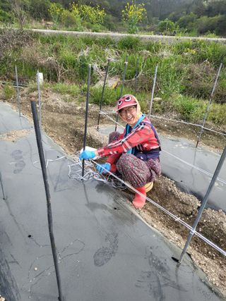 이경옥님의 고추 · 영농일지 작성글 사진