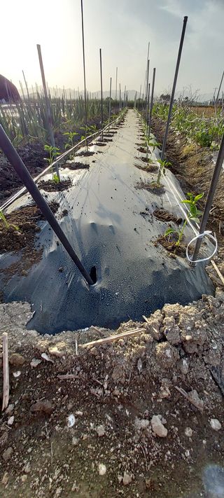 이경옥님의 고추 · 영농일지 작성글 사진