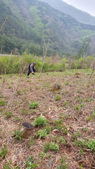 인생은 소풍처럼님의 자유주제 · 자유게시판 작성글 사진