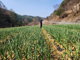설악곰님의 마늘 · 영농일지 작성글 사진