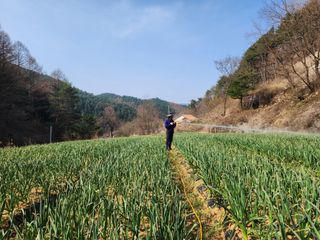 설악곰님의 마늘 · 영농일지 작성글 사진