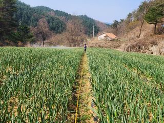 설악곰님의 마늘 · 영농일지 작성글 사진