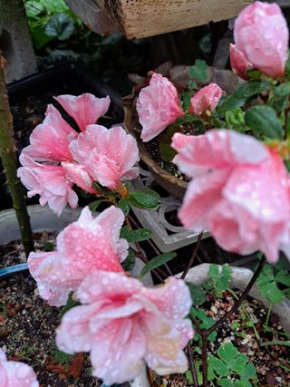 신한숙님의 자유주제 · 자유게시판 작성글 사진