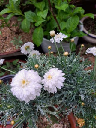 신한숙님의 자유주제 · 자유게시판 작성글 사진