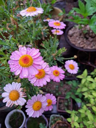 신한숙님의 자유주제 · 자유게시판 작성글 사진