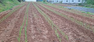 이문희님의 파 · 영농일지 작성글 사진