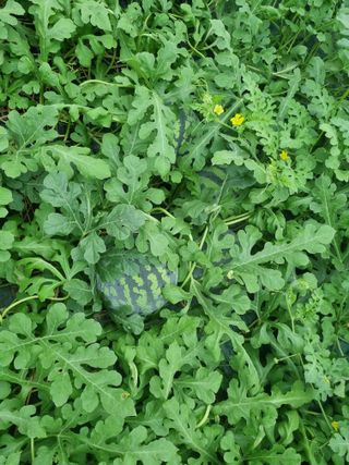 믿고사는농원-송미경님의 자유주제 · 자유게시판 작성글 사진