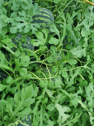 믿고사는농원-송미경님의 자유주제 · 자유게시판 작성글 사진