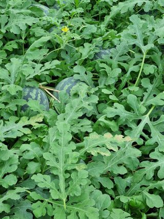 믿고사는농원-송미경님의 자유주제 · 자유게시판 작성글 사진