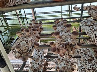 서촌댁님의 버섯 · 영농일지 작성글 사진